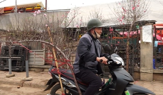 Hà Nội: Hoa đào đắt đỏ, gia đình khá giả chọn mua online chơi Tết Dương lịch, xe ôm kiếm bộn tiền