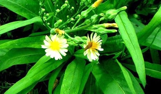 Loại rau bỏ đi vô cùng tốt cho gan, chế biến đủ món bổ gan cho ngày nghỉ dài uống rượu nhiều