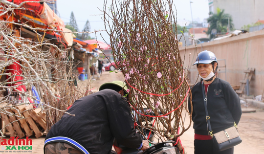 Hoa đào, hoa lê 'xuống phố', phục vụ người dân chơi Tết sớm