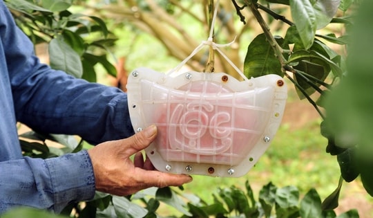 Hàng nghìn quả bưởi tạo hình Tài - Lộc đẹp mắt, có giá bán đắt đỏ nhưng vẫn 'cháy' hàng khi chưa kịp hái