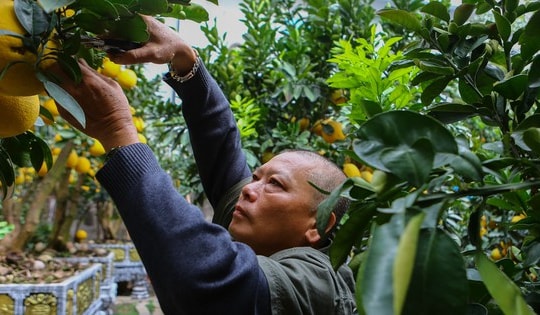 Vườn bưởi bạc tỷ bán Tết sớm bên hồ Tây