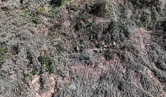 Phát hiện vụ phá rừng phòng hộ quy mô lớn tại Đắk Nông