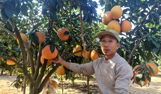 Trồng bưởi đỏ 'tiến vua' bán Tết, người dân Thanh Hóa đút túi nửa tỷ đồng