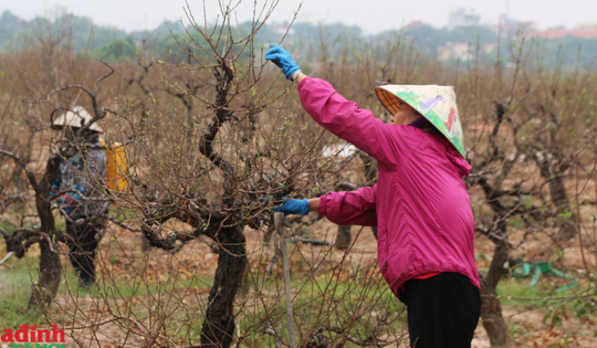 Vựa đào lớn thứ 2 Hà Nội 'khởi động' cho dịp Tết Nguyên đán