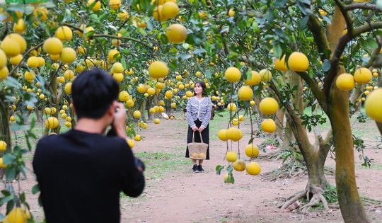 Có gì bên trong vườn bưởi ‘cổ tích’ đang thu hút hàng trăm du khách đến ‘check in’ ở Hà Nội