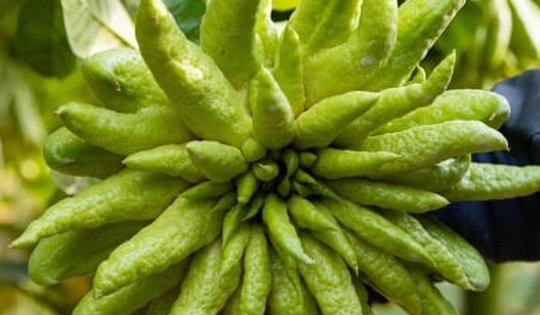 Tất bật thu hoạch, người dân trồng phật thủ ở Hà Nội bội thu