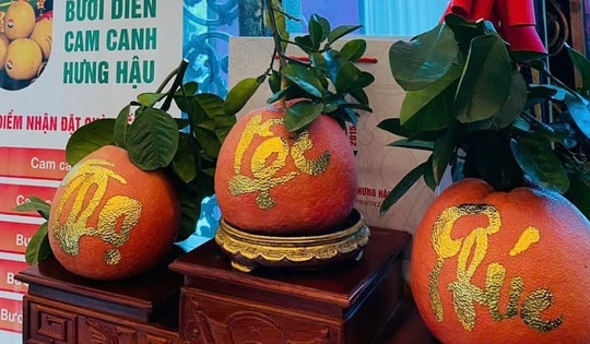 Bưởi dát vàng có gì đặc biệt mà giá gần 1 triệu đồng/quả?