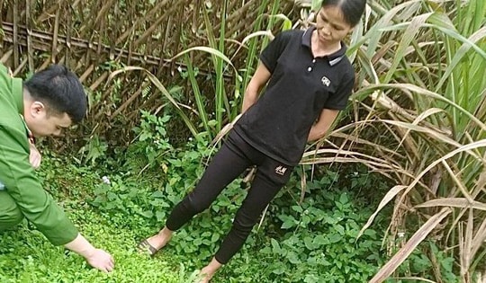 Phá nhổ gần 1.000 cây thuốc phiện trồng trong vườn nhà dân