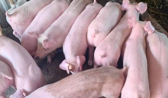 Người chăn nuôi lợn chấp nhận cắt lỗ, giảm một nửa tổng đàn lợn nguồn cung phục vụ Tết Nguyên đán quá dồi dào