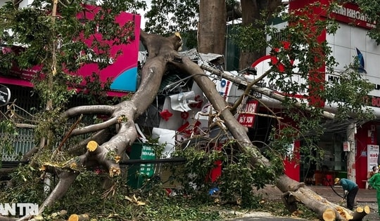 Cành cây đa cổ thụ đè sập nhà, một cô gái gãy tay