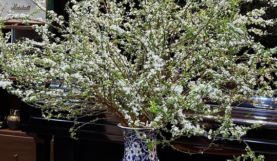 Người tiêu dùng Thủ đô bắt đầu 'săn' tuyết mai chơi Tết, giá hơn 200.000 đồng/bó vẫn cháy hàng