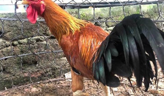 Giống gà đắt nhất Việt Nam: 50 triệu/con đại gia vẫn tranh đặt hàng