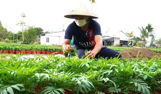 Chi phí đầu tư tăng cao, nhà vườn lo lắng cho thị trường hoa Tết