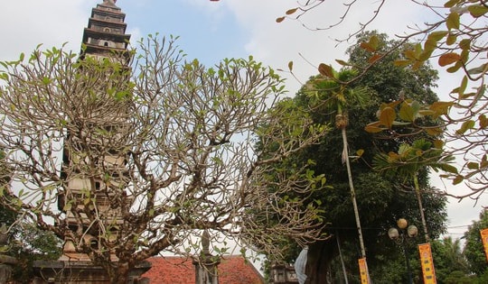 Kỳ lạ, những cây cổ thụ trong ngôi chùa 800 năm ở Nam Định vẫn xanh tươi