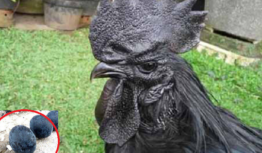 Gà mặt quỷ bán ở Việt Nam: Gây sốt giới đại gia, 100 triệu/cặp cũng không đủ để cung cấp