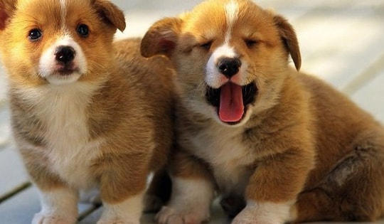 Tử vi tuần mới từ 15/1 - 21/1/2024, top 4 con giáp gặt hái vô số thành tựu chuẩn bị cho một năm rực rỡ