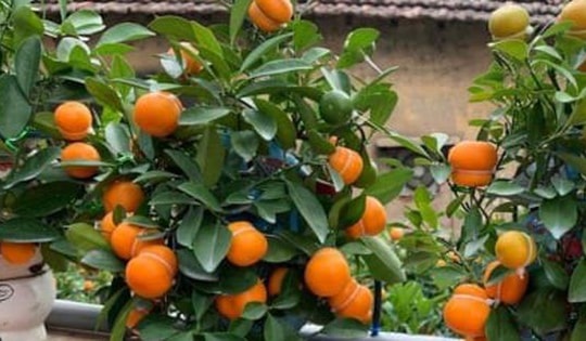 Quất hồ lô lạ mắt ‘cháy hàng’ dịp Tết 2024