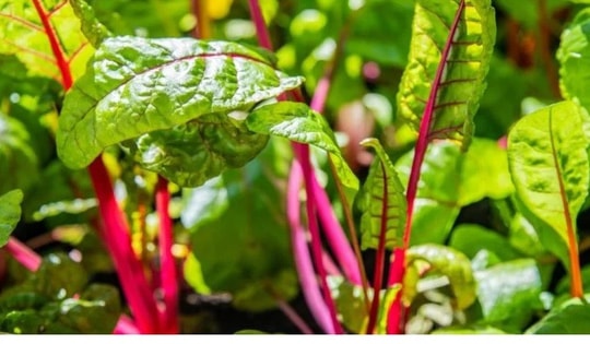 Loại rau ở Việt Nam đứng thứ 3 trong danh sách rau giàu dinh dưỡng nhất được CDC Mỹ công bố