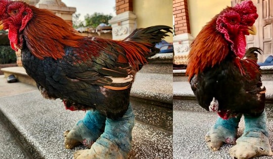 Giống gà đắt nhất Việt Nam: Được đi tất, ngủ đèn hồng ngoại, lúc nào cũng cháy hàng dịp Tết Nguyên đán