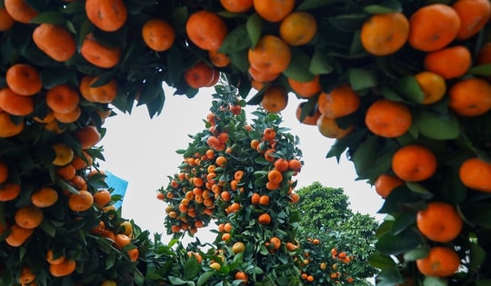 Quất cảnh dáng rồng 'du ngoạn' phố phường Hà Nội, báo hiệu Tết đang đến gần