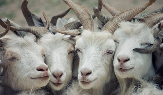 Chuyên gia phong thủy dự báo vận khí tuổi Mùi năm 2024 Giáp Thìn