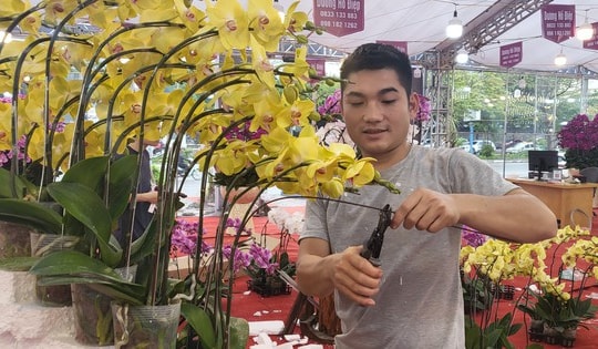 Kiếm vài triệu mỗi ngày nhờ nghề cắm lan hồ điệp dịp Tết