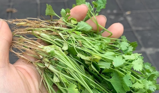 Loại rau gia vị giàu vitamin C nhất, tốt không kém cam, chanh, đến Tết người Việt càng dùng nhiều