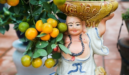 Quất mini giá hàng chục triệu vẫn hút người mua