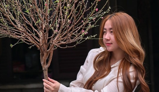 Đào Nhật Tân bày bán khắp chợ ở TP.HCM, khách nô nức mua về chơi Tết sớm