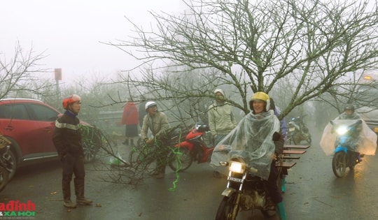 Độc đáo chợ đào rừng trong ‘mây’ lớn nhất vùng Tây Bắc