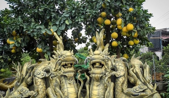 Chậu bưởi cảnh dáng kỳ lạ giá bán từ 300 triệu đồng, chỉ đại gia mới dám ‘xuống’ tiền mua về trưng Tết