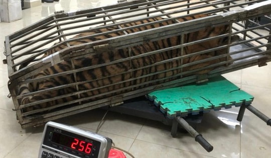 Vận chuyển hổ nặng 200kg, bỏ chạy khi có hiệu lệnh dừng xe