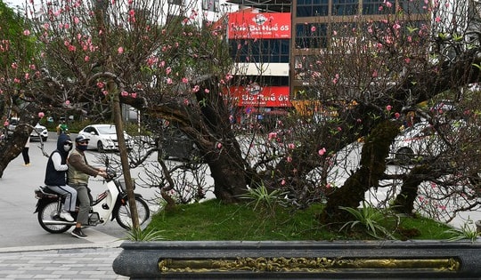 Bộ đôi đào thế khủng gốc ghép đào rừng, giá thuê 200 triệu đồng