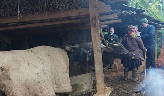 Quấn chăn, quây bạt sưởi ấm cho gia súc trong đợt rét đậm nhất năm