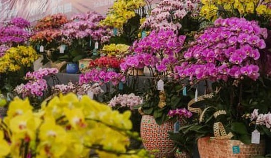 Lan hồ điệp đủ loại khoe sắc, người Hà Nội xuống tiền triệu mua hoa