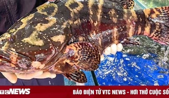 Một doanh nghiệp mua 18 tấn cá song làm quà Tết cho nhân viên