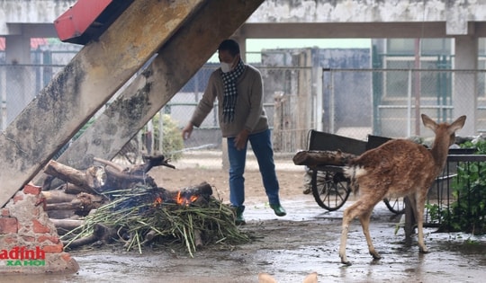 Trời rét buốt, nhân viên tất bật đốt lửa, phủ bạt... giữ ấm cho động vật tại Vườn thú Hà Nội