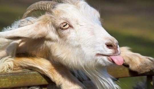 Cách khai vận với các con giáp gặp vất vả trong tử vi tuần mới 29/1 tới 4/2/2024