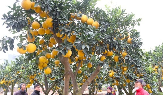 Cây bưởi Diễn thế Tam đa cao hơn 4m, giá 80 triệu đồng xuống phố 'chơi Tết'