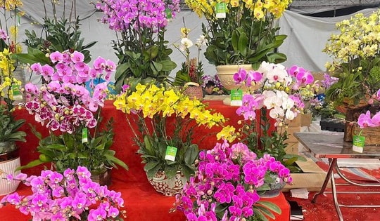 Hoa lan đẹp mĩ mãn ngày giáp Tết 'dài cổ' ngóng khách 'xuống' tiền