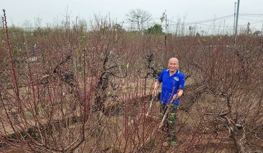 Giáp Tết Nguyên đán, làng đào Nhật Tân hối hả mở vườn, đánh cây phục vụ khách hàng