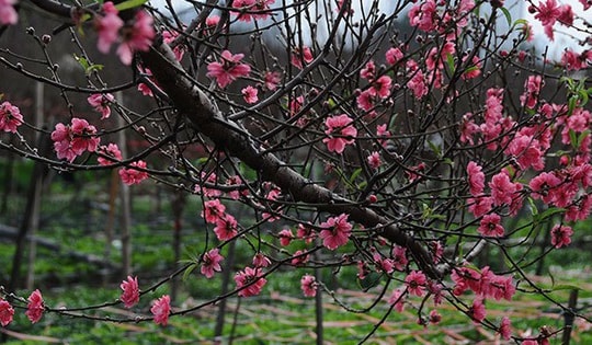 Sắp đón không khí lạnh rất mạnh vào giáp Tết, miền Bắc lại chuyển mưa rét