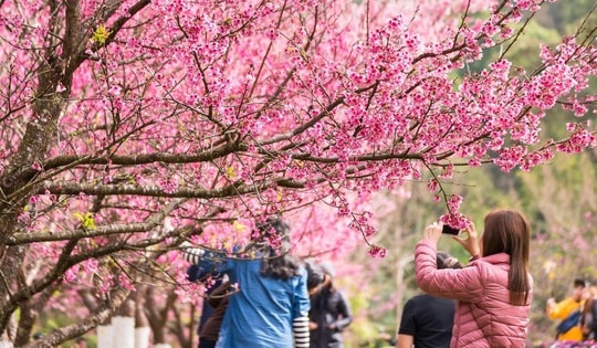 Ice Jungle Phú Quốc: Du Xuân tại xứ sở ánh sáng diệu kỳ