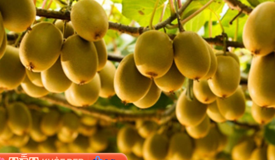 6 loại quả là “thần dược” hạ đường huyết, giàu chất xơ, giảm cân hiệu quả: Tết đến nhà nào cũng có nhiều