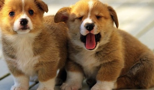 Dự báo vận khí của tuổi Tuất năm Giáp Thìn 2024