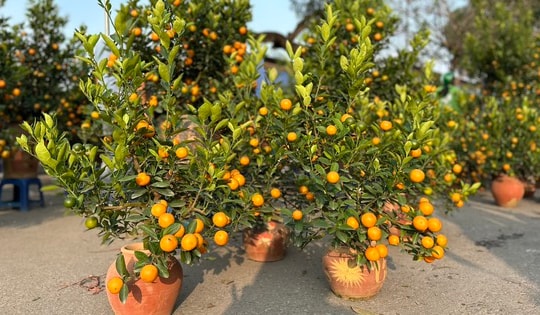 Quất cảnh mini bất ngờ đắt khách ngày cận Tết Nguyên đán dù giá đắt đỏ