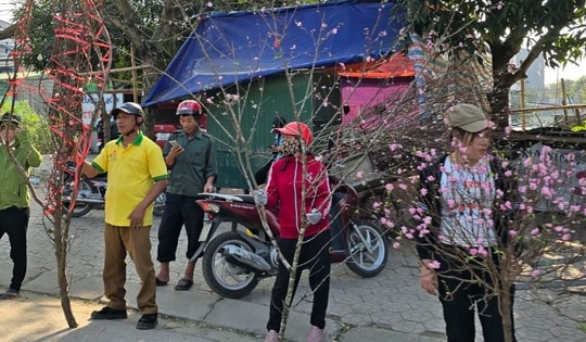 Cận Tết, tiểu thương như 'ngồi trên lửa' khi đào quất ế ẩm