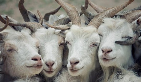 Tuần mới chuyển giao từ năm cũ qua năm mới Giáp Thìn, các con giáp này nên biết điều này để khai vận