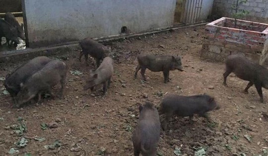 Lạ đời sản vật địa phương, thức quà quê gắn với tuổi thơ trở lại vào dịp Tết, thành món ngon 'độc lạ'