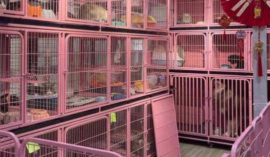 500.000 đồng/ngày, dịch vụ cho chó mèo đi khách sạn vẫn 'cháy hàng'